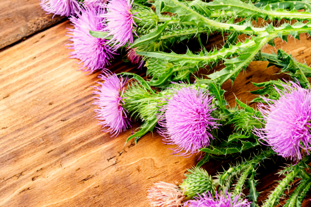 밀크씨슬(흰무늬엉겅퀴)