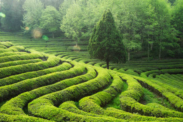 스트레스 해소에 좋은 녹차의 성분 테아닌